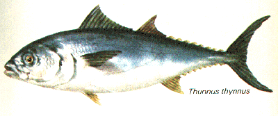 tuna.GIF (25800 bytes)