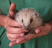 Harry the hedgehog.JPG (15204 bytes)