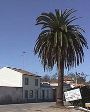 Espiche palm tree.JPG (18348 bytes)