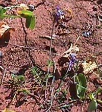 Linnaea.JPG (31955 bytes)