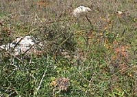 Wild asparagus.JPG (20952 bytes)