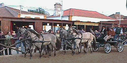 4_sorraias_in_hand.JPG (22584 bytes)