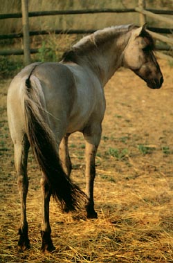 Sorreia stallion.JPG (34735 bytes)