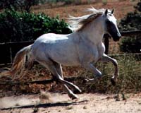 dakcant.JPG (15801 bytes)