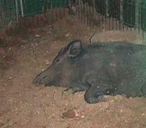 javali.JPG (12236 bytes)