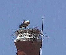 Stork P Conservas.JPG (9506 bytes)
