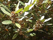 Bay flowers.JPG (26374 bytes)