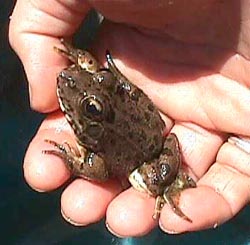 Common frog.JPG (21863 bytes)