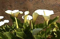 arum lilies.JPG (16337 bytes)