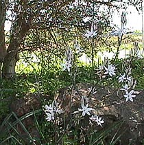 asphodel.JPG (38285 bytes)