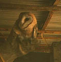 barnowl.JPG (6525 bytes)