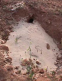 beeaternest.JPG (26174 bytes)