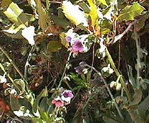 blue hound's tongue.JPG (29770 bytes)