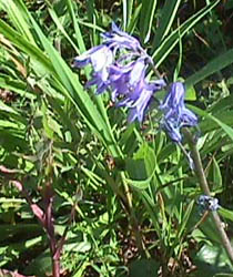 bluebell.JPG (32991 bytes)