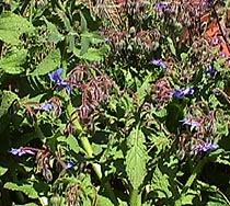borage.JPG (36003 bytes)