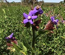 bugloss.JPG (29243 bytes)
