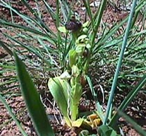 yellow bee orchid.JPG (32813 bytes)