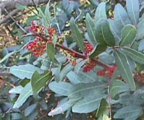 bushflower.JPG (22064 bytes)