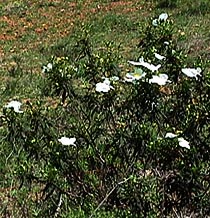 cistus bush.JPG (38092 bytes)