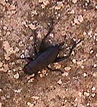 cricket.jpg (30204 bytes)