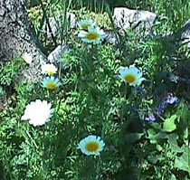 daisy.JPG (33446 bytes)