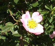 dog rose.JPG (21096 bytes)