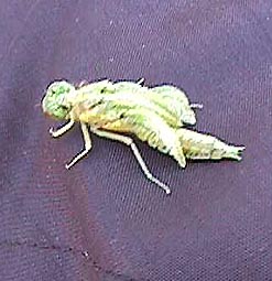 dragonfly crawling.JPG (21951 bytes)