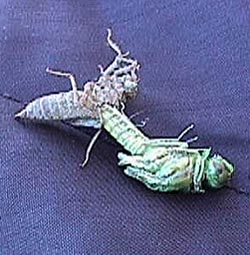 dragonfly emerging.JPG (26236 bytes)