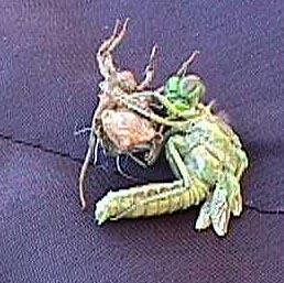 dragonfly free.JPG (30573 bytes)