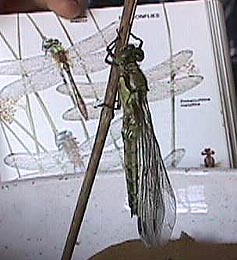 dragonfly identity.JPG (25624 bytes)
