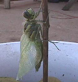 dragonfly on stick.JPG (16643 bytes)
