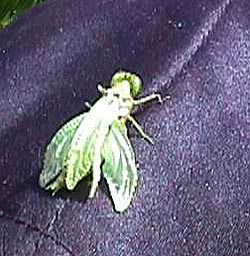 dragonfly wings.JPG (28472 bytes)