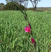 field gladiolus.JPG (32992 bytes)