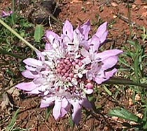 field scabious.JPG (31340 bytes)