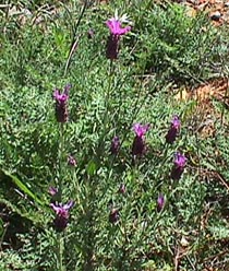 french lavender.JPG (40415 bytes)