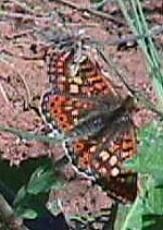 fritillary.JPG (20719 bytes)