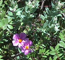 grey leaf cystus.JPG (32058 bytes)