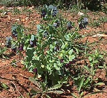 honeywort.JPG (36996 bytes)
