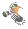 hoopfly.gif (13345 bytes)