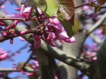 judas tree.JPG (18353 bytes)