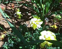 kind of vetch.JPG (25916 bytes)