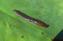 leechthing.JPG (10047 bytes)