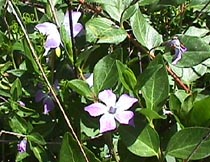 lesser periwinkle.JPG (26433 bytes)