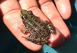 marsh frog 2.JPG (18392 bytes)