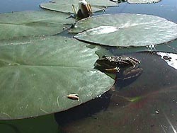 marsh frog.JPG (16403 bytes)