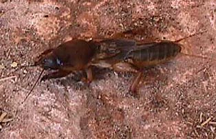 mole cricket.JPG (28857 bytes)