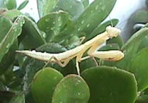 pale mantis.JPG (13663 bytes)