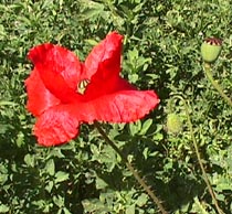 poppy in Lucerne.JPG (31748 bytes)