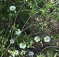 sage leaf cistus.JPG (35435 bytes)