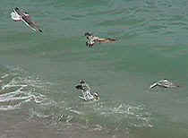 seagullsburgau.JPG (10199 bytes)